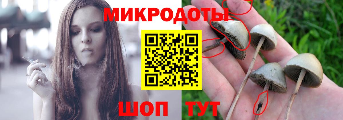 Галлюциногенные грибы Psilocybe Михайловск
